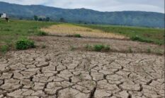 Ratusan Hektare Sawah di Kerinci Terancam Gagal Panen, Petani Minta Pemerintah Perbaiki Sistem Pengairan