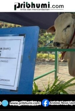 Gerindra Tegaskan Bantuan 1.098 Sapi Kurban Presiden Prabowo Sah Gunakan APBN