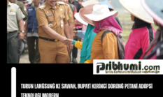Turun Langsung ke Sawah, Bupati Kerinci Dorong Petani Adopsi Teknologi Modern