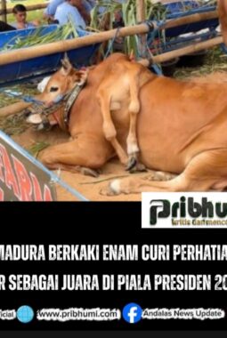 Sapi Madura Berkaki Enam Curi Perhatian, Keluar sebagai Juara di Piala Presiden 2026