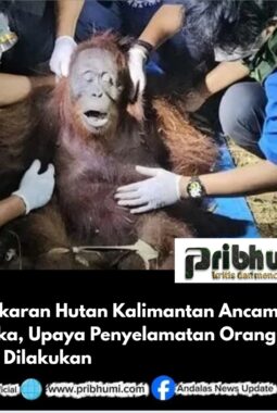 Kebakaran Hutan Kalimantan Ancam Satwa Langka, Upaya Penyelamatan Orangutan Terus Dilakukan